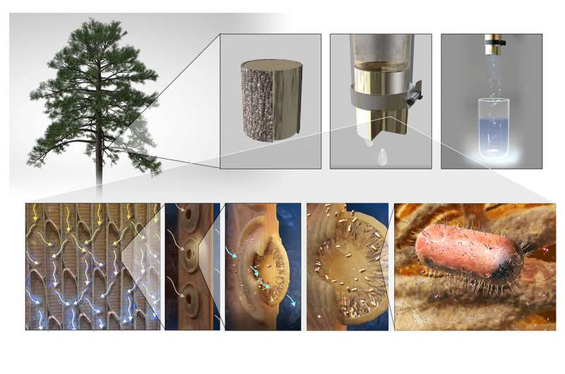 Engineers make filters from tree branches to purify drinking water - Vimarsana News