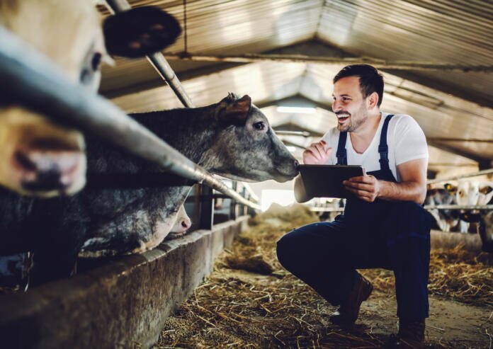 Handsome caucasian farmer in overall crouching next to calf, usi