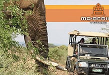Kruger National Park Safaris - Where wildlife encounters come to life